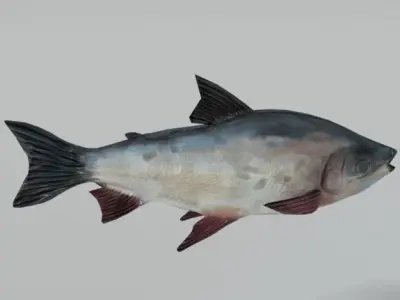 Bocachico fish Low-poly 3D model