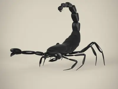 Scorpion 3D model 4