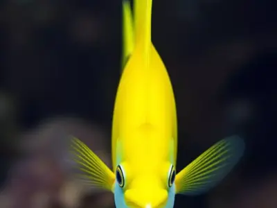Vibrant Yellow Fish Brightly Colored Marine Blue Spots Long Fins Low-poly 3D model