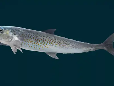 Spanish Mackerels Fish Animated 3D model