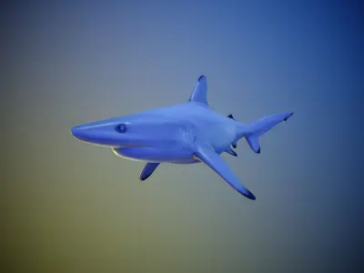 Shark rigging animation PBR Low-poly 3D model