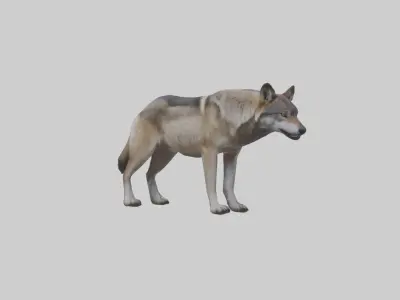 Eastern Wolf Low-poly 3D model
