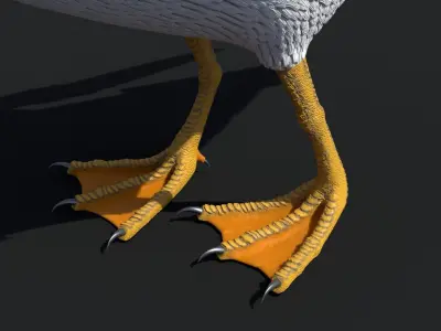 SEAGULL 3D model order