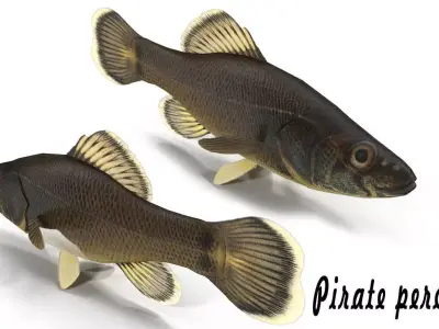 Pirate perch eastern Low-poly 3D model