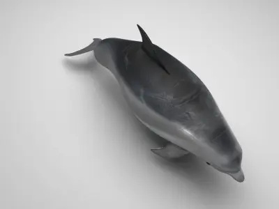 Dolphin Bottlenose 3D model purchase