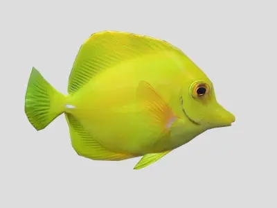 Coral Reef Fish Collection Animated Low-poly 3D model