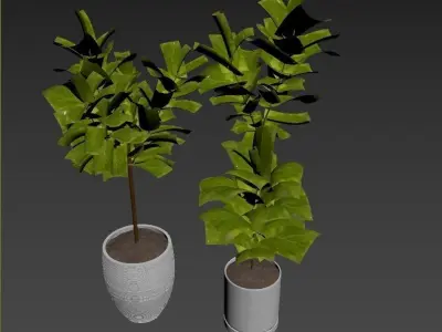 Plant Collection Rpm 07 3D model