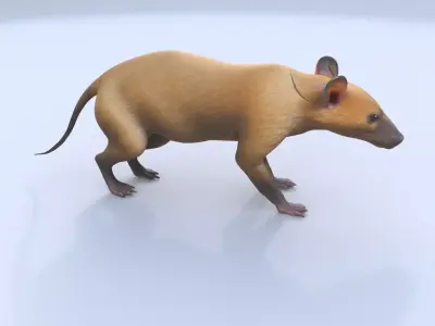 Hispaniolan Solenodon 3D model