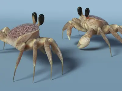  Ghost Crab Crustacean Pink Beige 