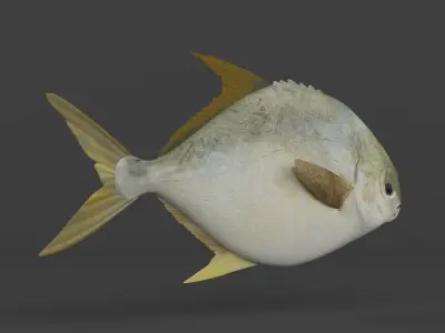 Fish Pompano 3D model