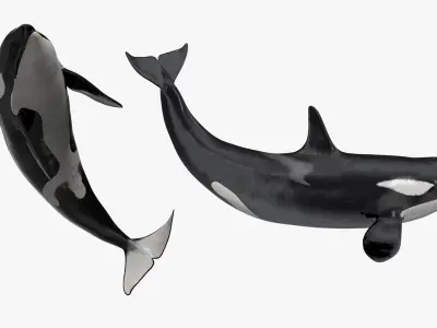 Killer Whale Rigged for Maya 3D model