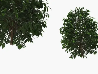 Coffee Plant with Dense Foliage Green 3D model
