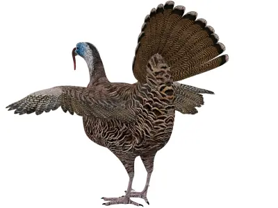 Turkey Bird 3D model