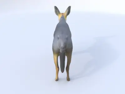 Patagonian Mara 3D model
