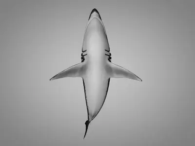Shark killer whale Low-poly 3D model