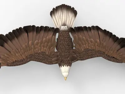 Eagle - Rigged - Animated Low-poly 3D model