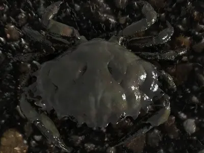Crab PBR Low-poly 3D model
