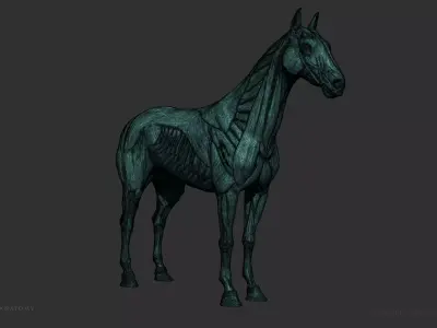 Horse Equine Anatomy Figure Free 3D model
