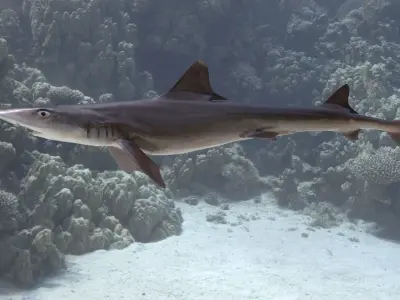 Dog Shark 3D model
