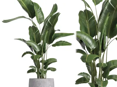 indoor plant 057 3D model