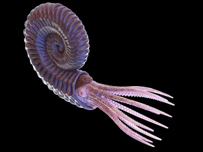  Ammonite 