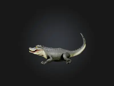 Realistic Alligator Model Low-poly 3D model