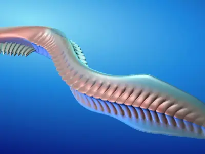 Pikaia 3D model