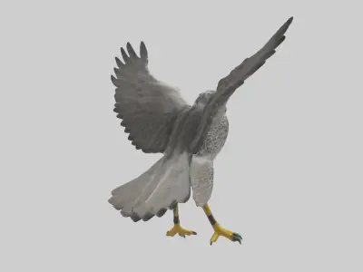 Falcon diving model 3D model