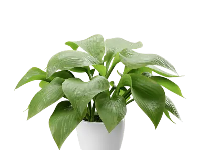  Plantain Lily Plant Potted Plant Model  buy