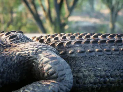 crocodile alligator at zoo 3D model