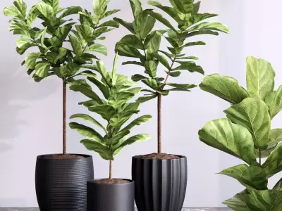 Plant Collection Rpm 07 3D model