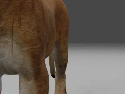 Lioness two lions Low-poly 3D model