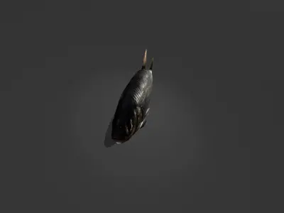 Whitefish fish Low-poly 3D model