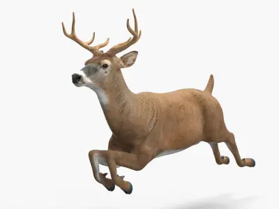 Whitetail Deer Running Pose 3D model
