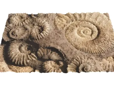 Ammonite Fossil 3D model
