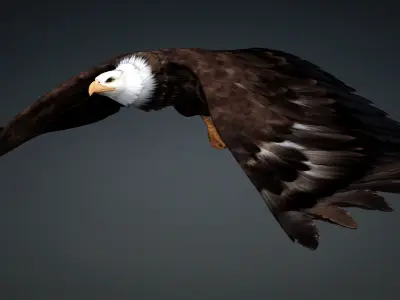 Eagle-B2 3D model