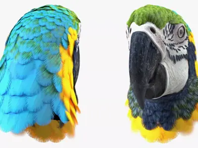 Blue and Yellow Macaw Head 3D model