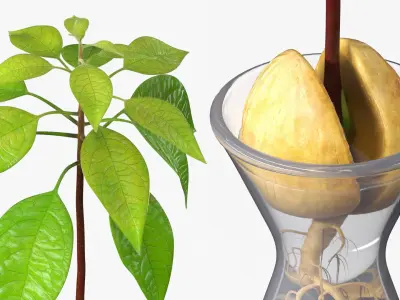 Avocado Seedling Growing in Water Vase Fur 3D model