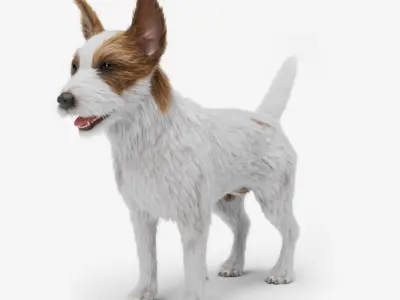  Jack Russell Terrier  purchase
