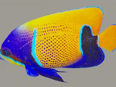 bluegirdled angel fish Low-poly 3D model