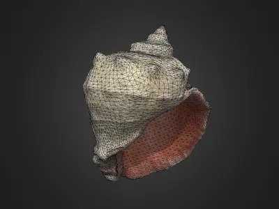 shell Low-poly 3D model