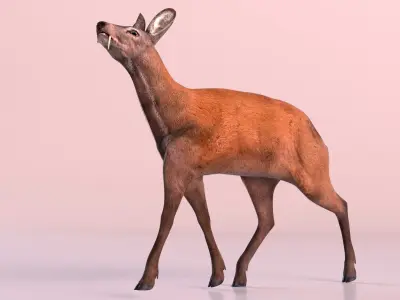 Siberian Musk Deer Rigged for Maya 3D model