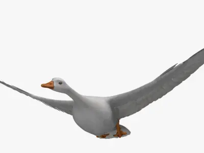 Chen Caerulescens "Snow Goose Albino" 3D model