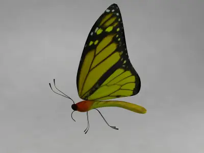 Butterfly 3D model shop