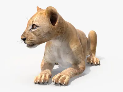 Lion Cub Lying Down 3D model