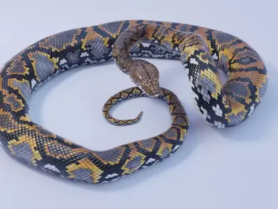 Reticulated Python Animated Free 3D model