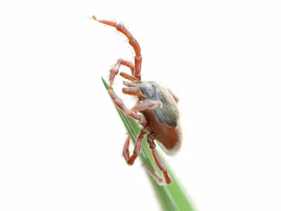 Tick On Grass Animated 3D model