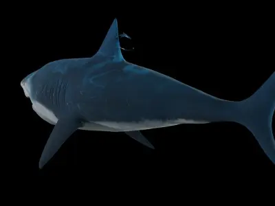 Bull shark 3D model