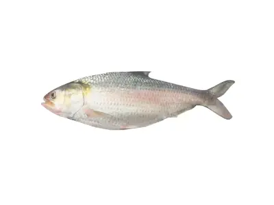 Hilsa Ilish Fish Low-poly 3D model