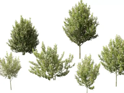Highpoly Low poly - Prunus Padus - Bird Cherry Low-poly 3D model